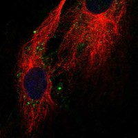 Atlas Antibodies Anti-CLDN11 Antibody