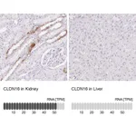 Atlas Antibodies Anti-CLDN16 Antibody