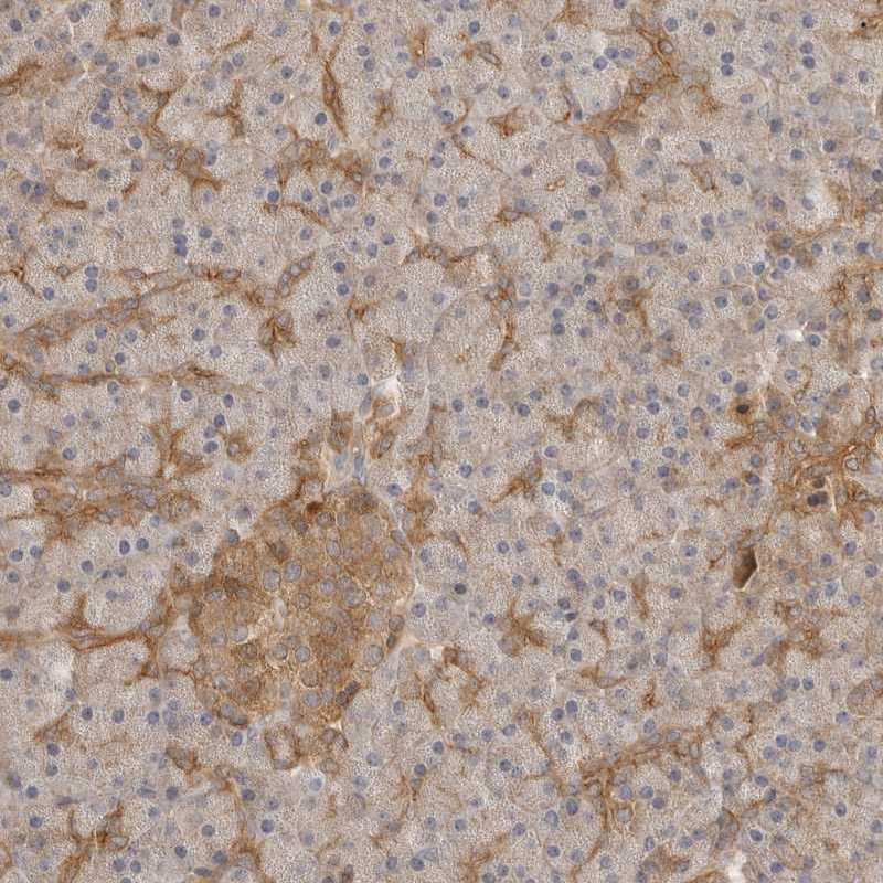 Atlas Antibodies Anti-CLDN12 Antibody