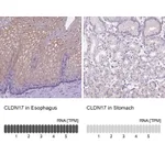 Atlas Antibodies Anti-CLDN17 Antibody