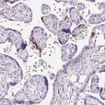 Atlas Antibodies Anti-CLDN25 Antibody