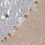 Atlas Antibodies Anti-CLDND1 Antibody