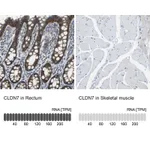 Atlas Antibodies Anti-CLDN7 Antibody