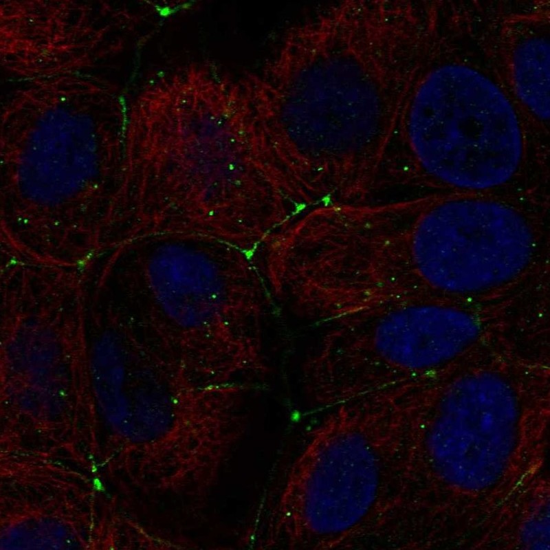 Atlas Antibodies Anti-CLDN9 Antibody