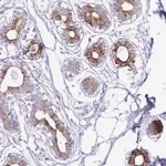 Atlas Antibodies Anti-CLDND2 Antibody