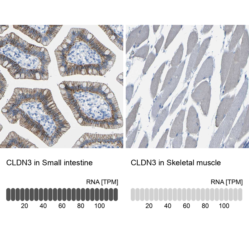 Atlas Antibodies Anti-CLDN3 Antibody