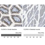 Atlas Antibodies Anti-CLDN3 Antibody