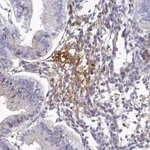 Atlas Antibodies Anti-CLEC11A Antibody