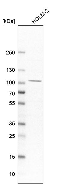 Atlas Antibodies Anti-CLEC16A Antibody