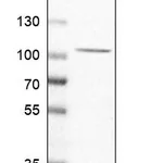 Atlas Antibodies Anti-CLEC16A Antibody