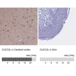 Atlas Antibodies Anti-CLEC2L Antibody