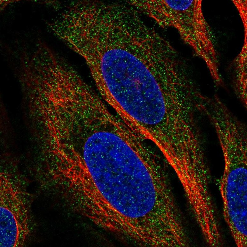 Atlas Antibodies Anti-CLEC2A Antibody
