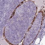 Atlas Antibodies Anti-CLEC4M Antibody