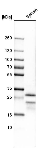 Atlas Antibodies Anti-CLEC4C Antibody