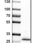 Atlas Antibodies Anti-CLEC4C Antibody