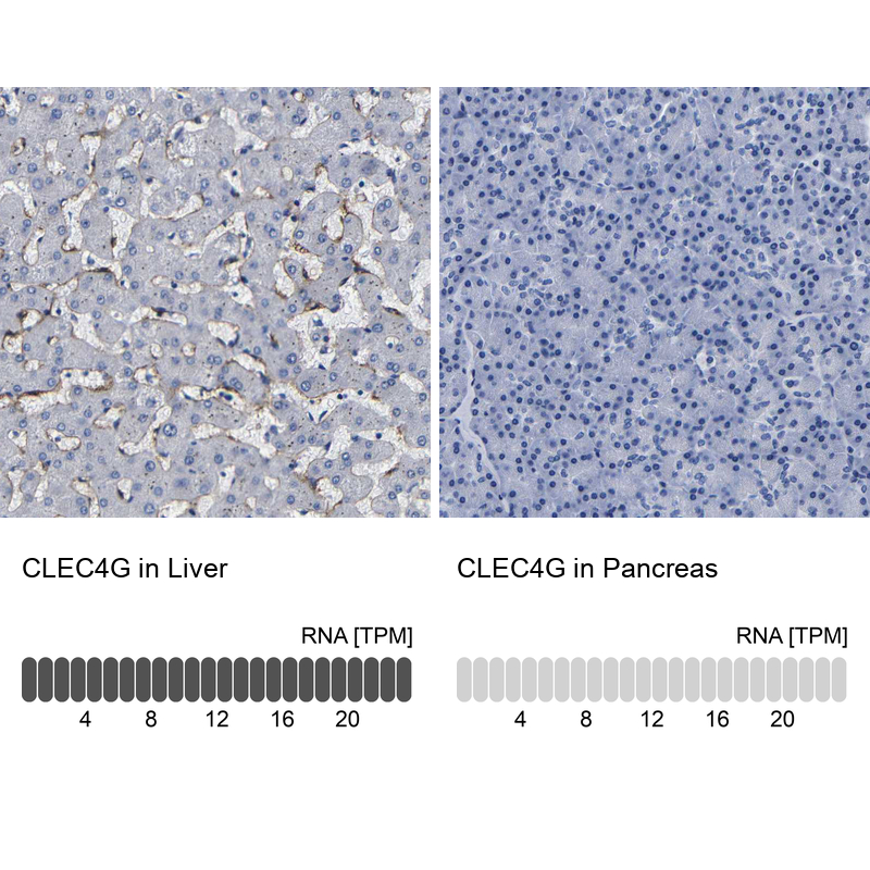 Atlas Antibodies Anti-CLEC4G Antibody