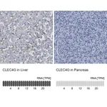 Atlas Antibodies Anti-CLEC4G Antibody