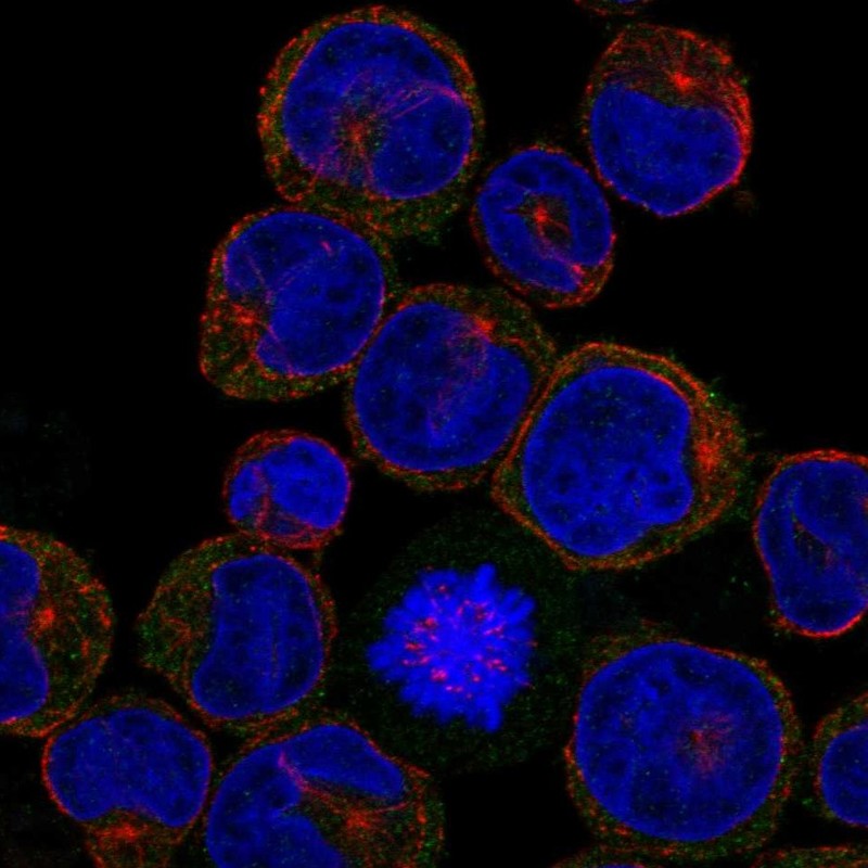 Atlas Antibodies Anti-CLEC5A Antibody