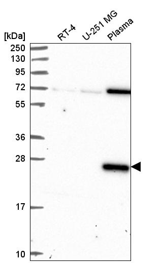 Atlas Antibodies Anti-CLEC7A Antibody