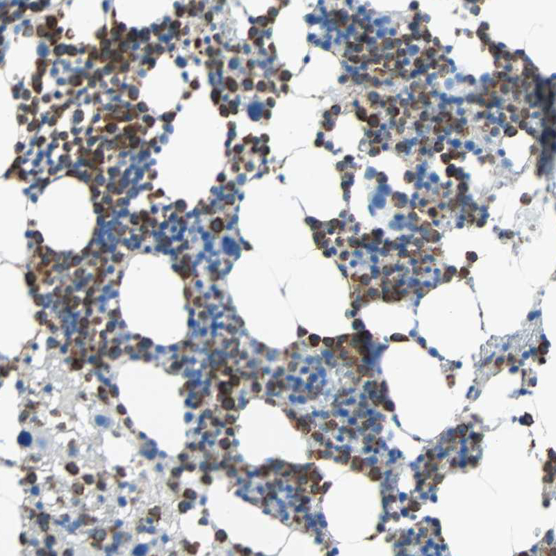 Atlas Antibodies Anti-CLEC4A Antibody