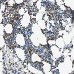 Atlas Antibodies Anti-CLEC4A Antibody