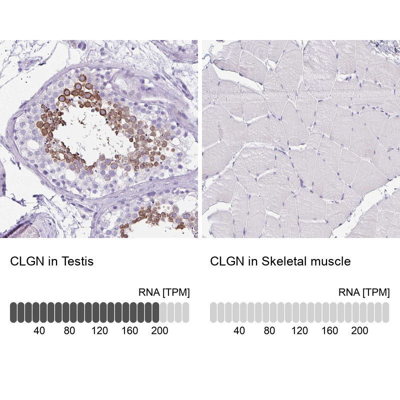 Atlas Antibodies Anti-CLGN Antibody