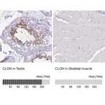 Atlas Antibodies Anti-CLGN Antibody