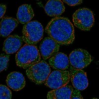 Atlas Antibodies Anti-CLECL1 Antibody