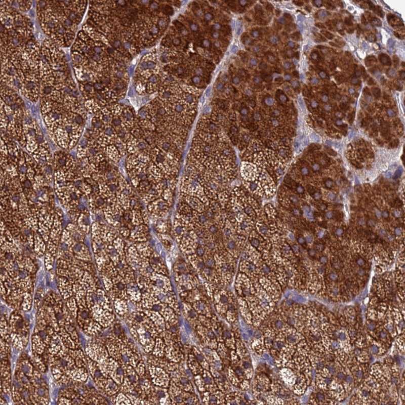 Atlas Antibodies Anti-CLHC1 Antibody