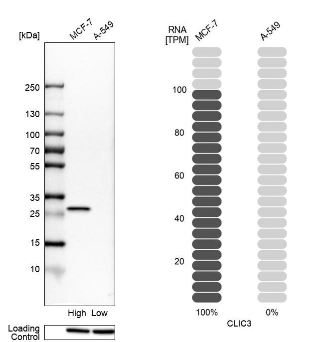 Atlas Antibodies Anti-CLIC3 Antibody