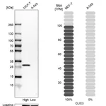 Atlas Antibodies Anti-CLIC3 Antibody