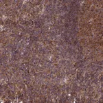 Atlas Antibodies Anti-CLINT1 Antibody