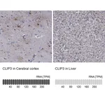 Atlas Antibodies Anti-CLIP3 Antibody