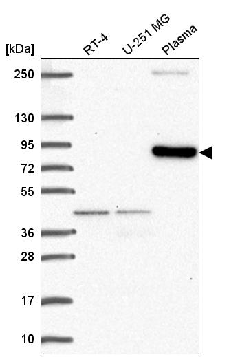 Atlas Antibodies Anti-CLIP4 Antibody