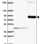 Atlas Antibodies Anti-CLIP4 Antibody