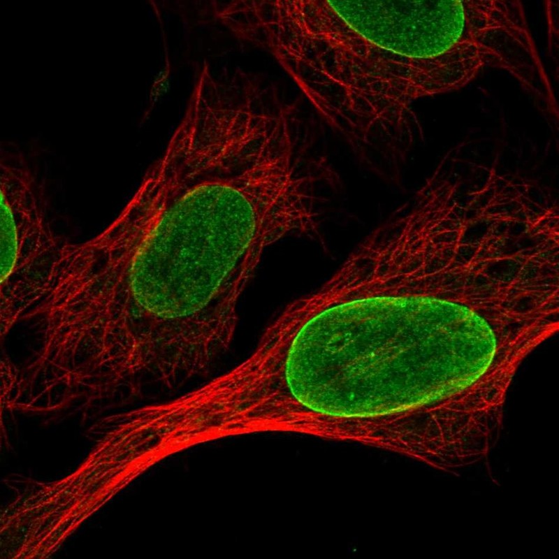 Atlas Antibodies Anti-CLK1 Antibody