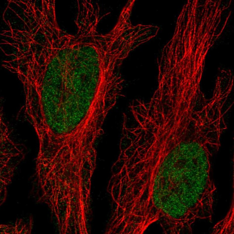 Atlas Antibodies Anti-CLK2 Antibody