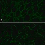 Merck Anti-Dystrophin antibody, Mouse monoclonal