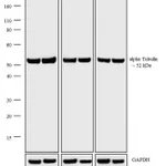 Thermo Fisher Scientific F(ab`)2-Goat anti-Rat IgG (H+L) Cross-Adsorbed Secondary Antibody, AP