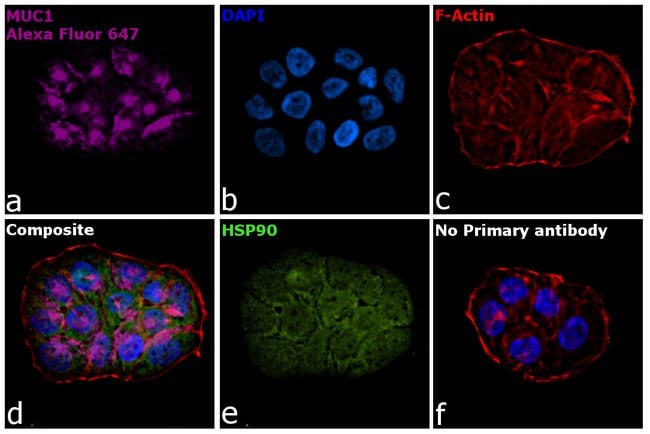 Thermo Fisher Scientific Goat anti-Armenian Hamster IgG (H+L) Highly Cross-Adsorbed Secondary Antibody, Alexa Fluor 647