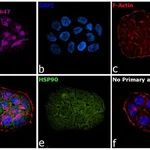 Thermo Fisher Scientific Goat anti-Armenian Hamster IgG (H+L) Highly Cross-Adsorbed Secondary Antibody, Alexa Fluor 647