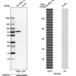 Merck Anti-ANXA6 antibody produced in rabbit