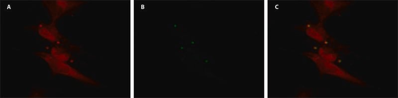 Merck Anti-EIF2C3/Ago3 antibody produced in rabbit