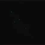 Merck Anti-EIF2C3/Ago3 antibody produced in rabbit