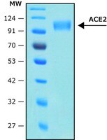 Merck ANGIOTENSIN CONVERTING ENZYME-2, ACE2