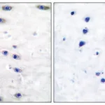Merck Anti-Tyrosine Hydroxylase, N-Terminal antibody produced in rabbit