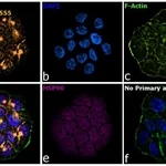 Thermo Fisher Scientific Goat anti-Armenian Hamster IgG (H+L) Highly Cross-Adsorbed Secondary Antibody, Alexa Fluor 555