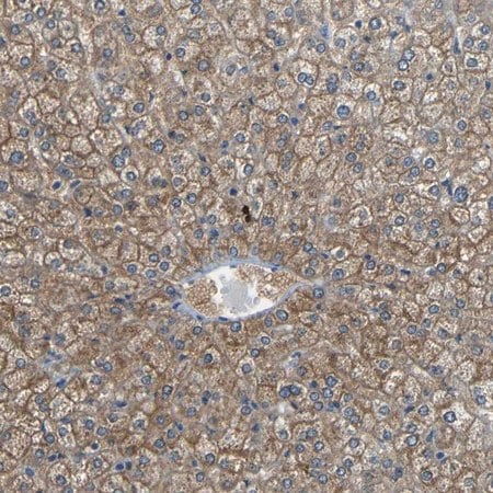 Merck Anti-CYP26B1 antibody produced in rabbit