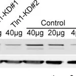 Merck MONOCLONAL ANTI-TALIN, CLONE 8D4