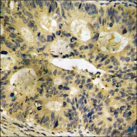 Merck Anti-phospho-PLD2 (pTyr169) antibody produced in rabbit